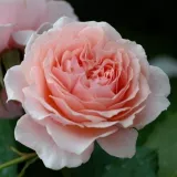 Záhonová ruža - floribunda - bez vône - ružová - Rosa Louise De Marillac™
