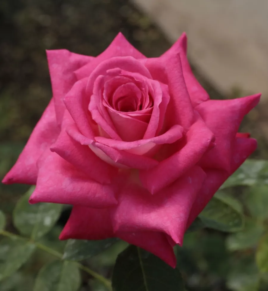 Różowy - Róża - Aerie - róże sklep internetowy