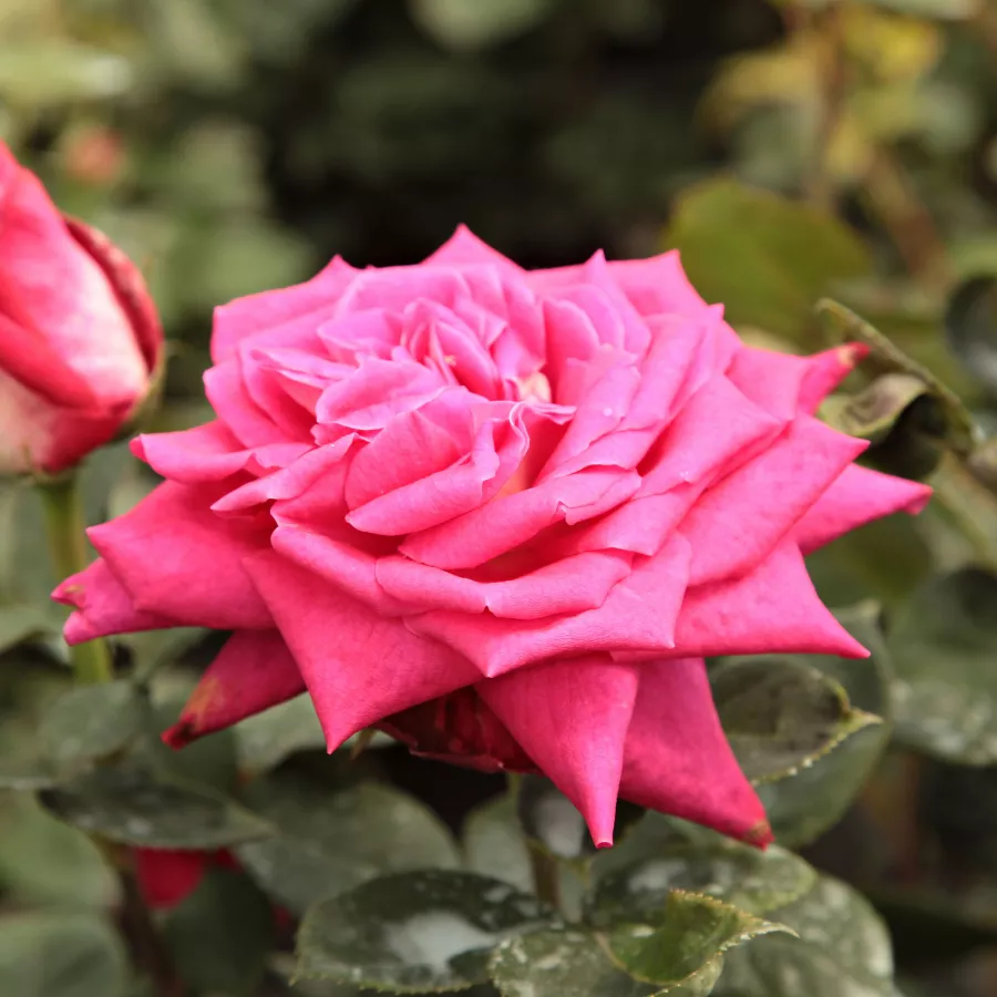 Teahibrid rózsa - Rózsa - Aerie - kertészeti webáruház