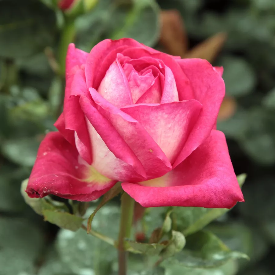 Rosa de fragancia intensa - Rosa - Aerie - comprar rosales online