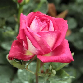 Poзa Аугуста Луизе® - желтая - Ностальгическая роза