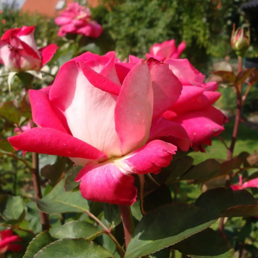 Tömvetelt virágú - Rózsa - Aerie - online rózsa vásárlás