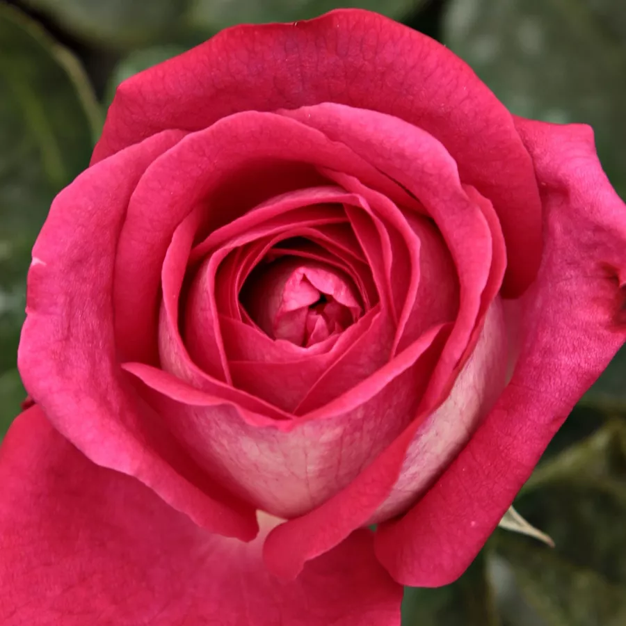 Csúcsos - Rózsa - Aerie - online rózsa vásárlás