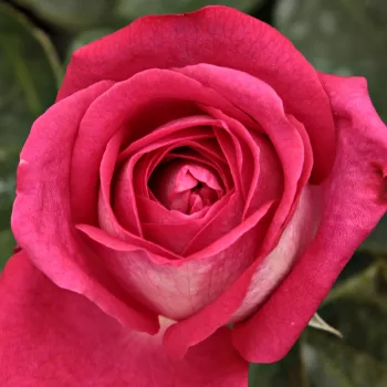 Питомник РозPoзa Аугуста Луизе® - Ностальгическая роза - желтая - роза с интенсивным запахом - Ганс Юрген Эверс - Благодаря сладкому запаху и форме цветка в виде розетки, этот сорт является одним из популярных сортов ностальгических роз в Европе.