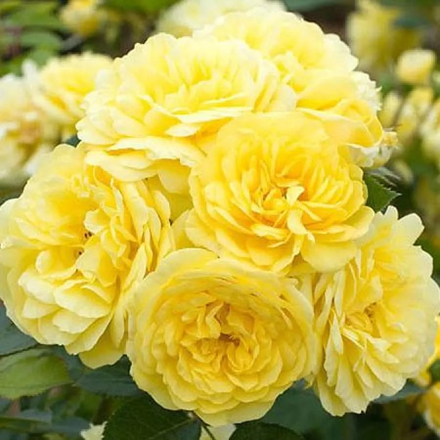 žltá - Ruža - Anny Duprey® - Ruže - online - koupit