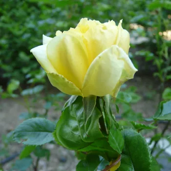 Rosa Anny Duprey® - amarillo - árbol de rosas de flores en grupo - rosal de pie alto