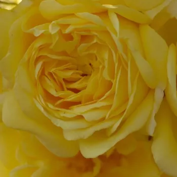 Rosa Anny Duprey® - rosa de fragancia intensa - Árbol de Rosas Floribunda - rosal de pie alto - amarillo - Meilland International- forma de corona tupida - Rosal de árbol con multitud de flores que se abren en grupos no muy densos.