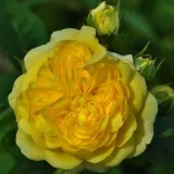 Floribunda - grandiflora ruža - intenzivan miris ruže - žuta boja - Rosa Anny Duprey®