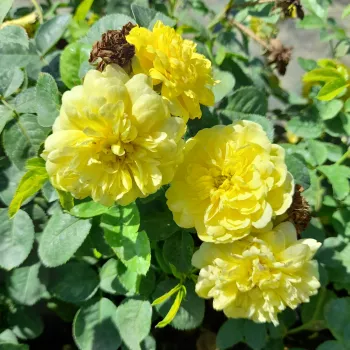 Žltá - záhonová ruža - grandiflora - floribunda   (80-110 cm)