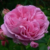 Rózsaszín - történelmi - bourbon rózsa - Online rózsa vásárlás - Rosa Louise Odier - intenzív illatú rózsa - málna aromájú