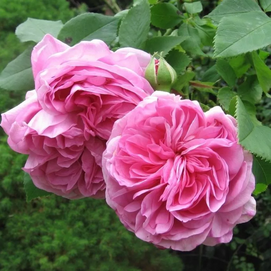 Rózsaszín - Rózsa - Louise Odier - Online rózsa rendelés
