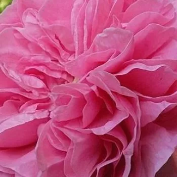 Rózsa rendelés online - történelmi - bourbon rózsa - rózsaszín - intenzív illatú rózsa - málna aromájú - Louise Odier - (100-300 cm)