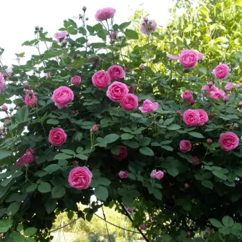 Jasnoróżowy - róża pienna - Róże pienne - z kwiatami róży angielskiej