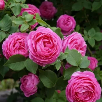 Rosa Louise Odier - rose - Rosiers bourbon