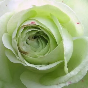Rózsa rendelés online - fehér - virágágyi floribunda rózsa - Lovely Green™ - nem illatos rózsa - (60-80 cm)