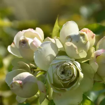 Fehér - zöld árnyalat - virágágyi floribunda rózsa   (60-80 cm)