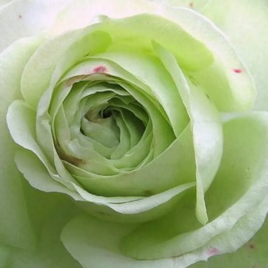 Floribunda, Florists Rose - Róża - Lovely Green™ - Szkółka Róż Rozaria