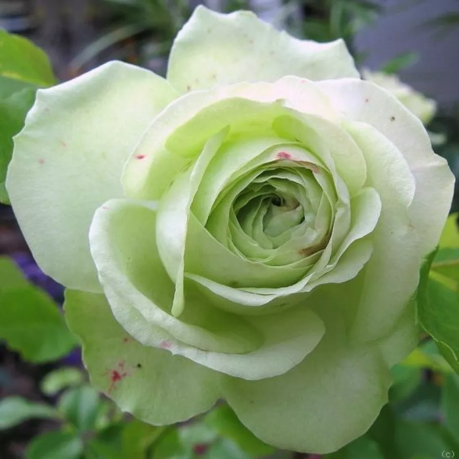Bílá - Růže - Lovely Green™ - 