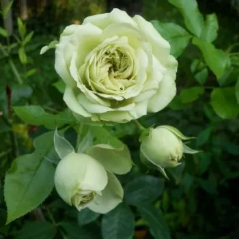 Rosa Lovely Green™ - fehér - csokros virágú - magastörzsű rózsafa