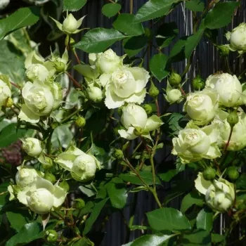 Zeleno bílá - stromkové růže - Stromkové růže, květy kvetou ve skupinkách