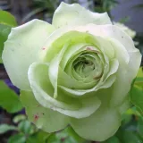 Biely - záhonová ruža - floribunda - bez vône - Rosa Lovely Green™ - ruže eshop