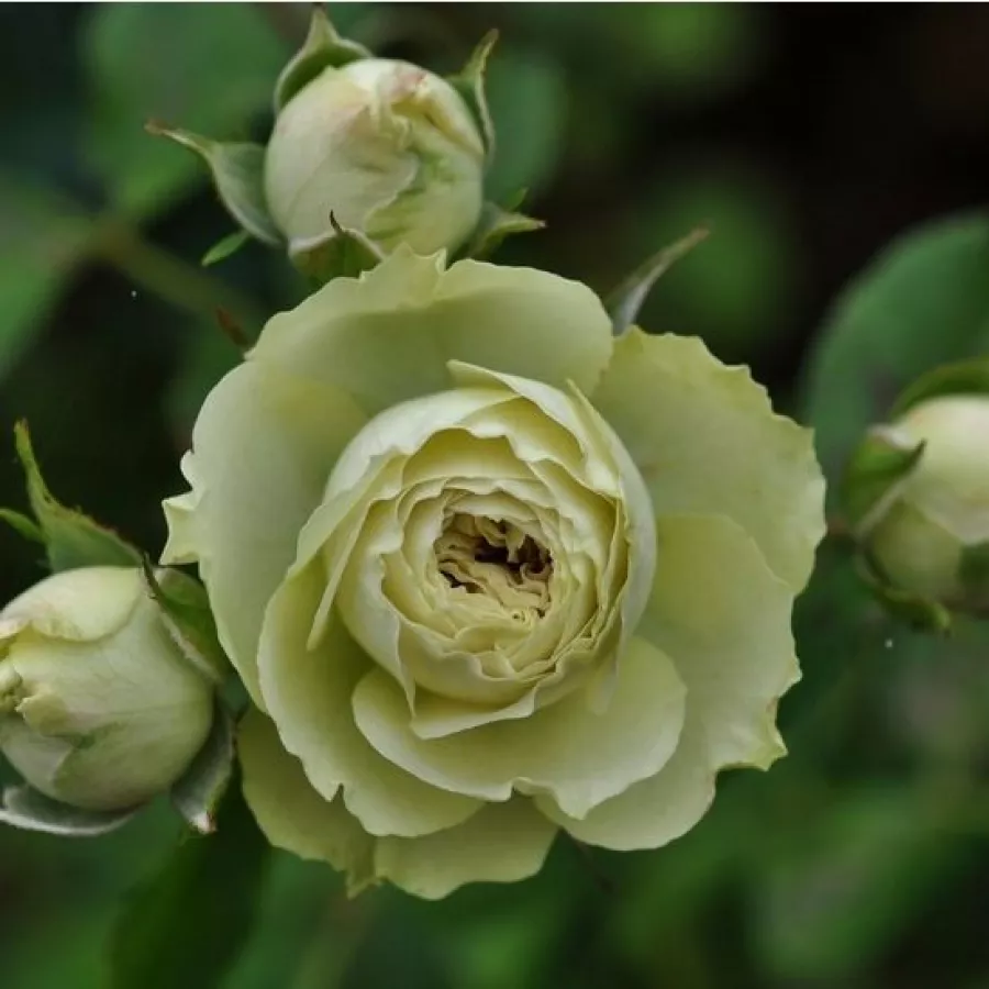 Trandafiri Floribunda - Trandafiri - Lovely Green™ - comanda trandafiri online