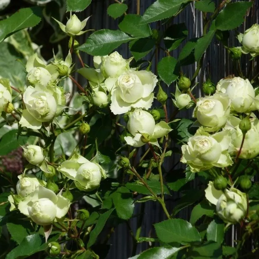 Plină, densă - Trandafiri - Lovely Green™ - comanda trandafiri online