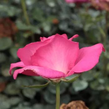 Rosa Lucia Nistler® - roz - trandafiri pomisor - Trandafir copac cu trunchi înalt – cu flori teahibrid