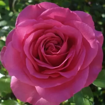 Roz închis - trandafiri pomisor - Trandafir copac cu trunchi înalt – cu flori teahibrid