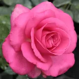 Stromčekové ruže - ružová - Rosa Lucia Nistler® - stredne intenzívna vôňa ruží - broskyňová aróma
