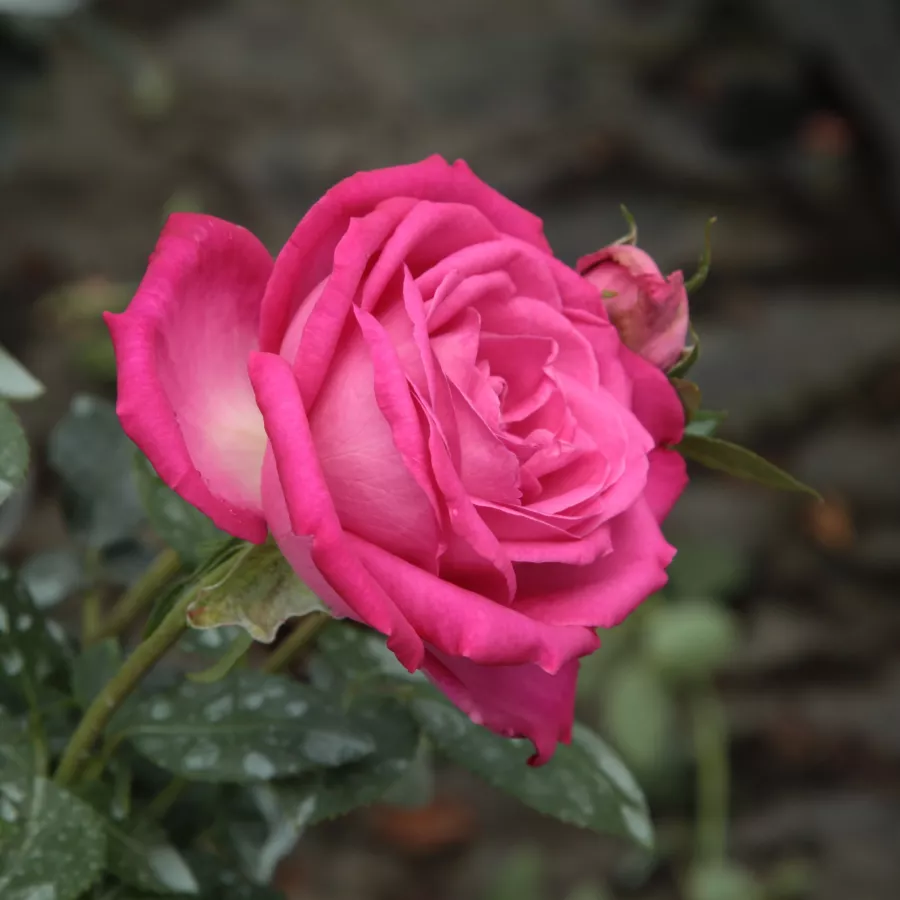 Trandafiri hibrizi Tea - Trandafiri - Lucia Nistler® - comanda trandafiri online