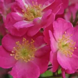 Rózsaszín - törpe - mini rózsa - Online rózsa vásárlás - Rosa Lupo® - nem illatos rózsa