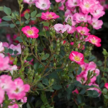 Rosa Lupo® - ružová - trpasličia, mini ruža