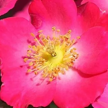 Rózsa kertészet - törpe - mini rózsa - rózsaszín - nem illatos rózsa - Lupo® - (30-40 cm)