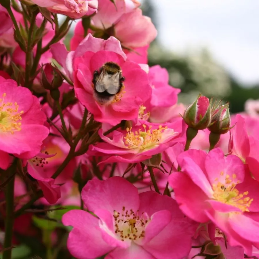 Karłowa - róża miniaturowa - Róża - Lupo® - sadzonki róż sklep internetowy - online