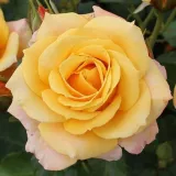 Sárga - virágágyi floribunda rózsa - Online rózsa vásárlás - Rosa Lusatia ® - nem illatos rózsa