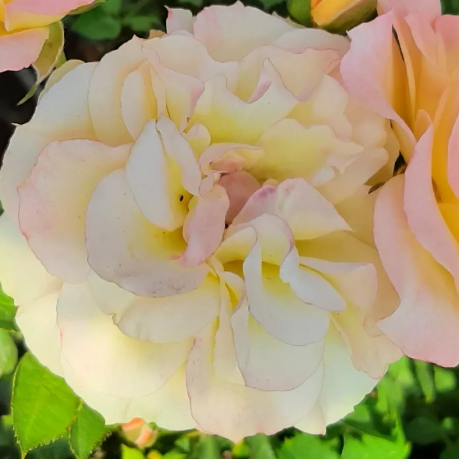 Róże rabatowe grandiflora - floribunda - Róża - Lusatia ® - Szkółka Róż Rozaria