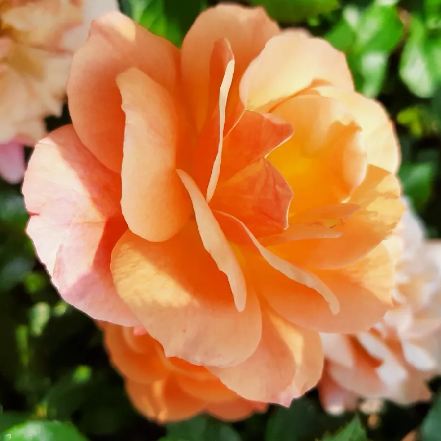 Giallo - Rosa - Lusatia ® - Produzione e vendita on line di rose da giardino