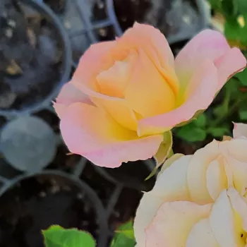 Rosa Lusatia ® - žltá - záhonová ruža - floribunda