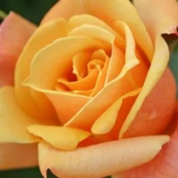 Róże ogrodowe - róże rabatowe grandiflora - floribunda - żółty - róża bez zapachu - Lusatia ® - (60-90 cm)