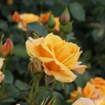Rosa Lusatia ® - galben - trandafiri pomisor - Trandafir copac cu trunchi înalt – cu flori în buchet