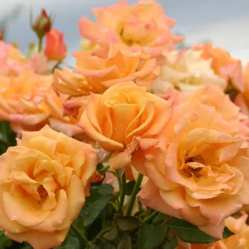 Jaune - Fleurs groupées en bouquet - rosier à haute tige - buissonnant