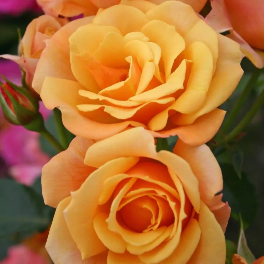 Trandafiri Floribunda - Trandafiri - Lusatia ® - comanda trandafiri online
