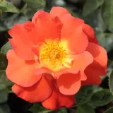 Narancssárga - parkrózsa - Online rózsa vásárlás - Rosa Lydia® - intenzív illatú rózsa - édes aromájú