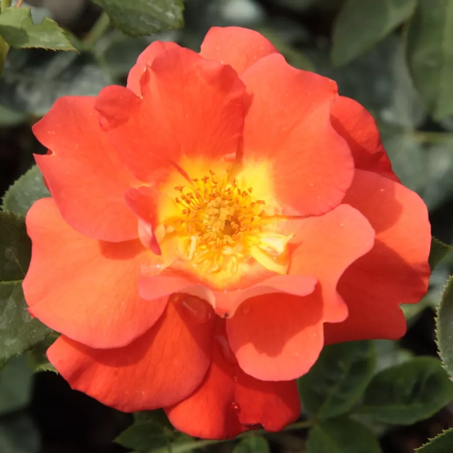 Róże parkowe - Róża - Lydia® - Szkółka Róż Rozaria