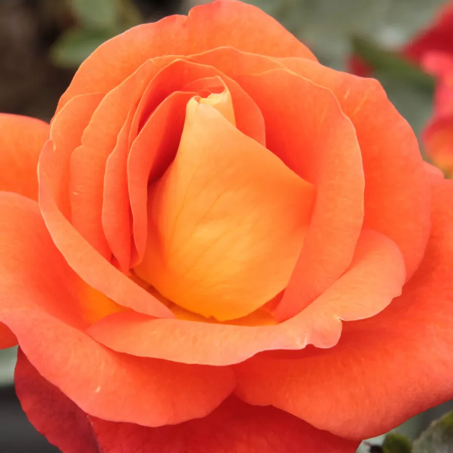 Shrub - Roza - Lydia® - Na spletni nakup vrtnice