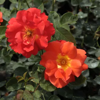 Roșu-portocaliu - trandafiri pomisor - Trandafir copac cu trunchi înalt – cu flori mărunți