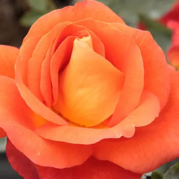 Rosiers en ligne - orange - Rosiers buissons - Lydia® - parfum intense