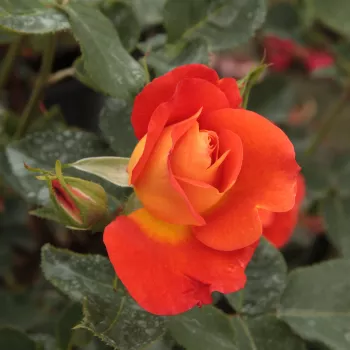 Rosa Lydia® - portocale - trandafiri pomisor - Trandafir copac cu trunchi înalt – cu flori mărunți