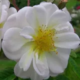 Fehér - történelmi - rambler, futó - kúszó rózsa - Online rózsa vásárlás - Rosa Lykkefund - intenzív illatú rózsa - orgona aromájú